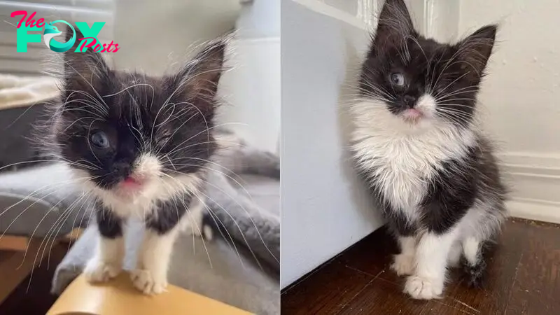Kitten With A Winking Face Asks A Family To Let Her In The House