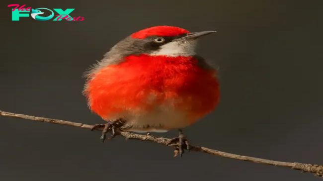 QL Meet the Scarlet Conversations bird: Uncovering the Intriguing World of this Unique Species