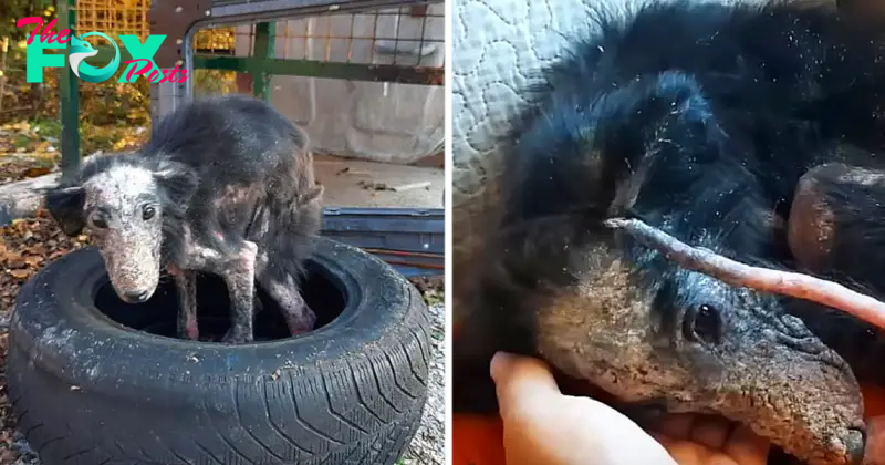 “The search of a stray dog: In the abandoned tire circle, a place longing for a new home”
