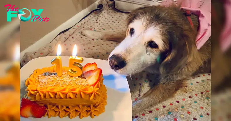 “Two Years of Unconditional Love: Celebrating the Special Day of My Furry Best Friend!”