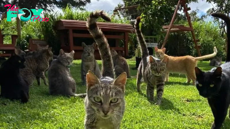 Is This The World’s Best Job Or What? A Cat Sanctuary With Over 600 Cats