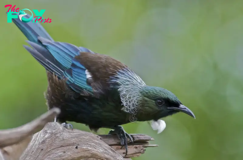 QL Captivating Beauty: Prosthemadera Novaeseelandiae – An Avian Study in Elegance