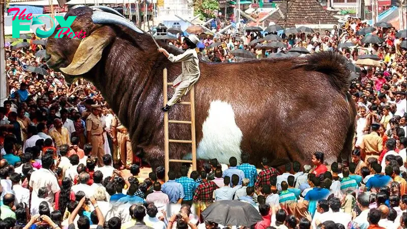 f.The Goat King causes riots in the chaotic village, foreshadowing a gloomy future (Video).f