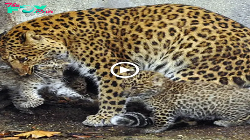 Lamz.Captivating Moment: Mother Leopard Tenderly Carries Her Adorable Cub at Paris Zoo (Video)