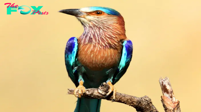 QL Discover the Splendor of the Indian Roller’s fɩіɡһt and Vibrant Colors in the Sky
