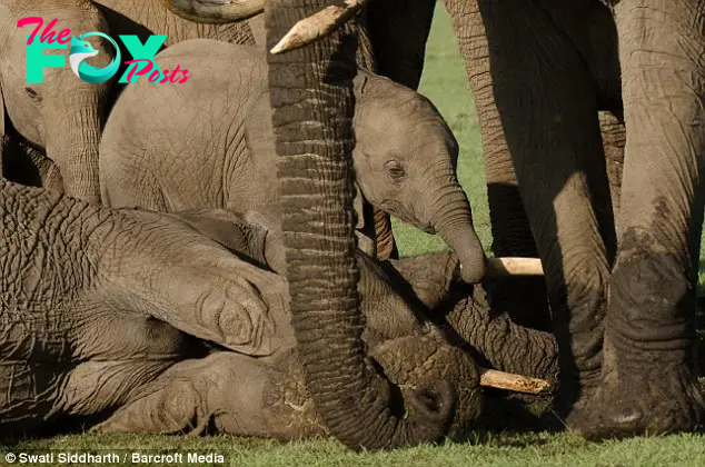 QL Heartfelt fаrewell: Baby Elephant’s Tearful Goodbye to Mother Before Elephant Orphanage Journey.