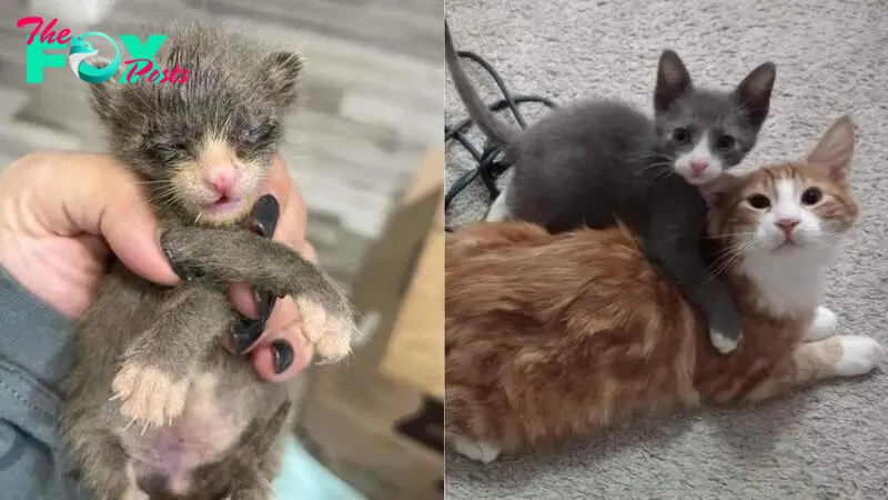 Tiny Kitten Gets Rescued In The Nick Of Time And Finds A Fur-iend