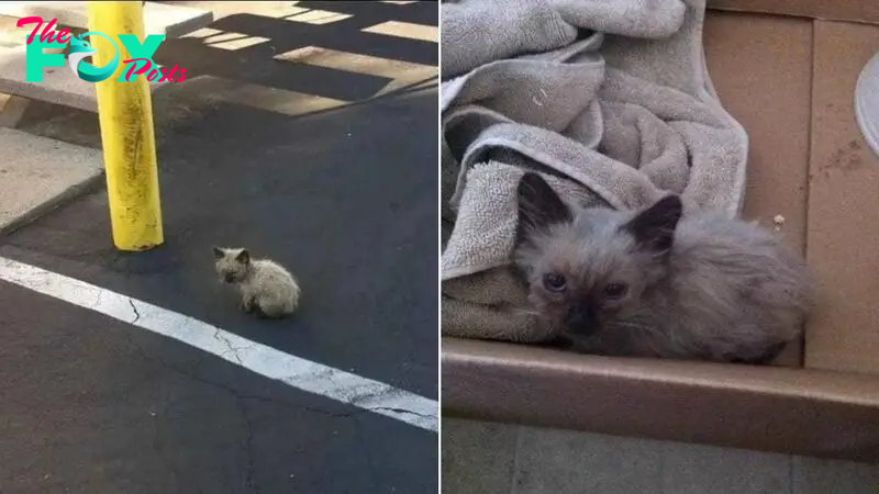 Woman Rescues A Dirty, Lost Kitten And Offers Him Loving Home