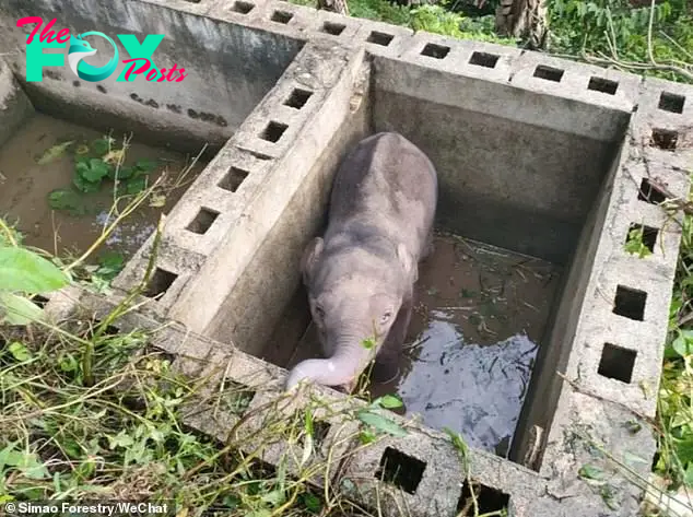 QL Emotional Reunion: Rescued Baby Elephant Returns to Mother After 12-Hour Ordeal