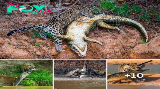 This is the moment a hungry jaguar fought a caiman in a 20-minute battle – before the big cat emerged victorious and dragged its prey into the jungle for the feast.