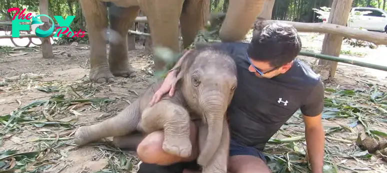 QL Audiences Are Enthralled by the Moving Bonds of Elephant Calves ‎