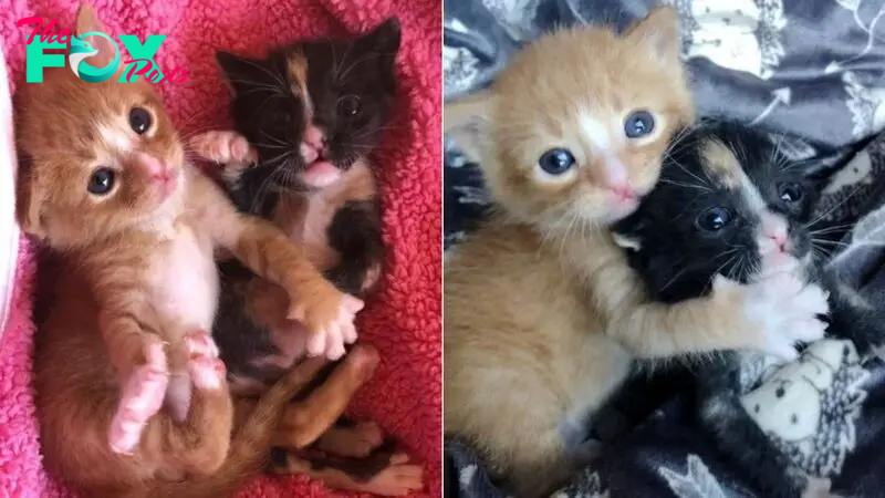 Abandoned Kittens Kept Each Other Alive Until Help Arrived And Look At Them Now
