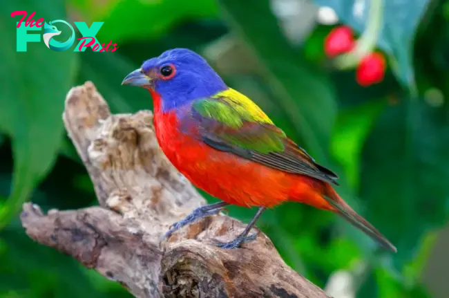 QL Experience the Rainbow Bird: A Glimpse of the Painted Bunting’s Vibrant Colors
