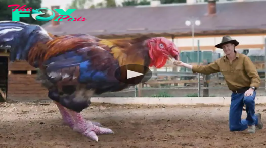 Unveiling the Giant: Discovery of the Largest Chicken on an American Farm Defies Scientific Expectations