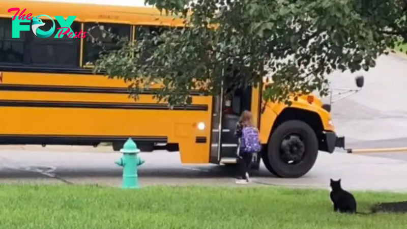 This Cat Puts Safety First And Walks His Human To Her School Bus Each Morning