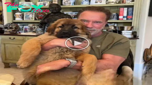 Introducing Schnitzel: Arnold Schwarzenegger Proudly Welcomes His New Dog into the Family. Join the heartwarming tale of a new furry companion.