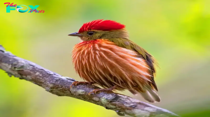 QL Adorable Avian Beauty: Tiny Bird’s Distinctive Red and White Vest