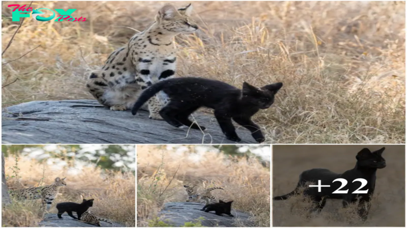 “Unveiling the Mystery: Meet the Exceedingly Uncommon Black-Coated African Serval Cat, an Enigmatic Mythical Feline Featured in African Tales! Sw
