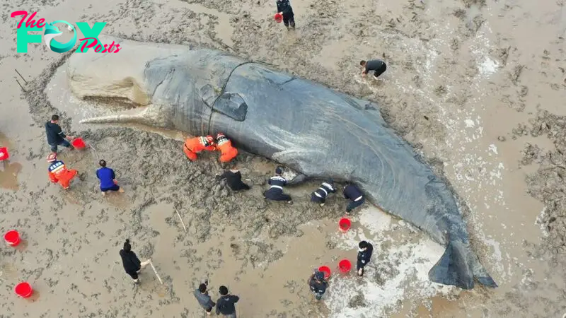 SY After a 26-hour rescue operation, a massive sperm whale emerges unscathed to continue swimming for another day.
