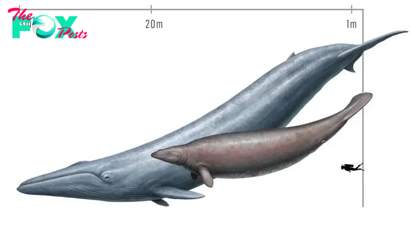 Colossus the enormous 'oddball' whale is not the biggest animal to ever live, scientists say