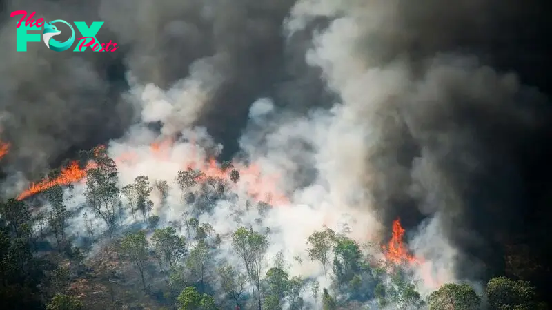 Amazon wildfires could burn at unprecedented scale as El Niño and drought make rainforest 'more flammable'