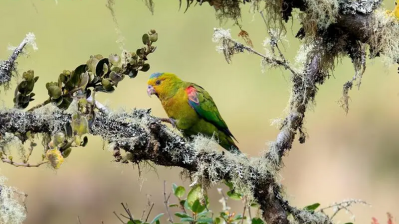 QL Discovering the Magnificent Indigo-Winged Parrot: A Vibrant Jewel of the Bird Kingdom