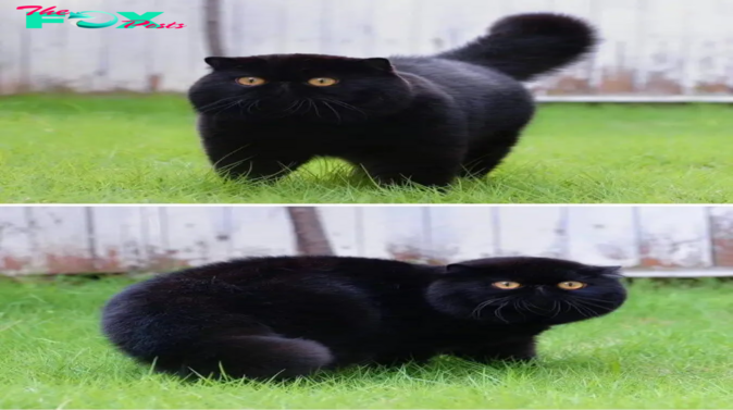 tph.”Exploring the Enigmatic Charm of African Black Cats: Unveiling the Allure of These Graceful Felines”.tph