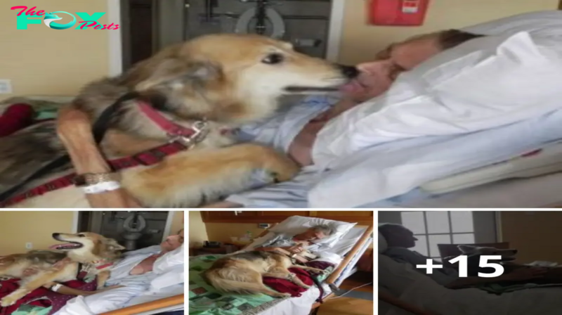 Lamz.Unwavering Devotion: A Loyal Dog’s Tender Comfort to Its Cancer-Stricken Owner Through Thick and Thin