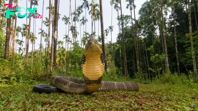 We're finally close to a universal antivenom that works against cobra, krait and black mamba snake bites, say researchers