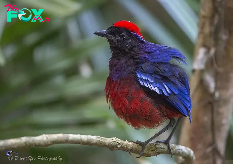 QL Unveiling the Splendor of the Garnet Pitta: An Avian Work of Art!