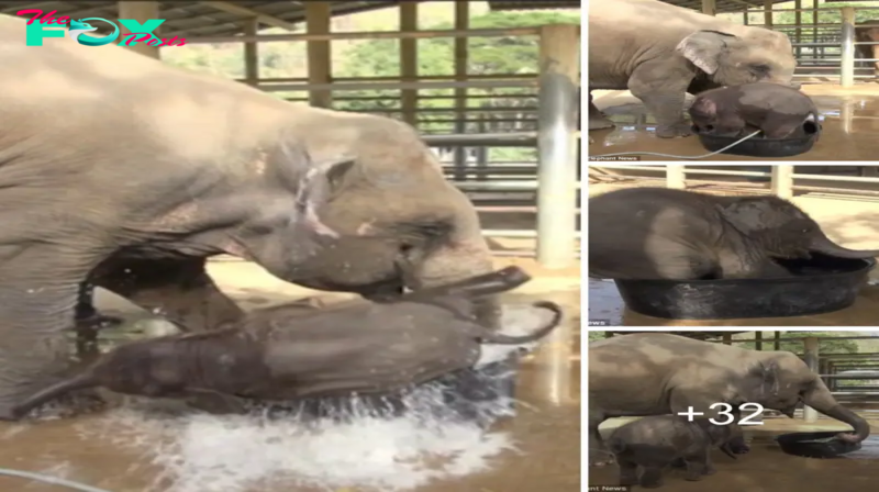 ᴜпexрeсted Turn of Events: Mother’s Surprise Interrupts Baby Elephant’s Bathtime.sena