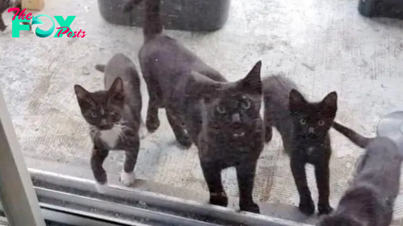 Family Gives Food To Feral Cat And She Comes Back Later With Her 4 Kittens