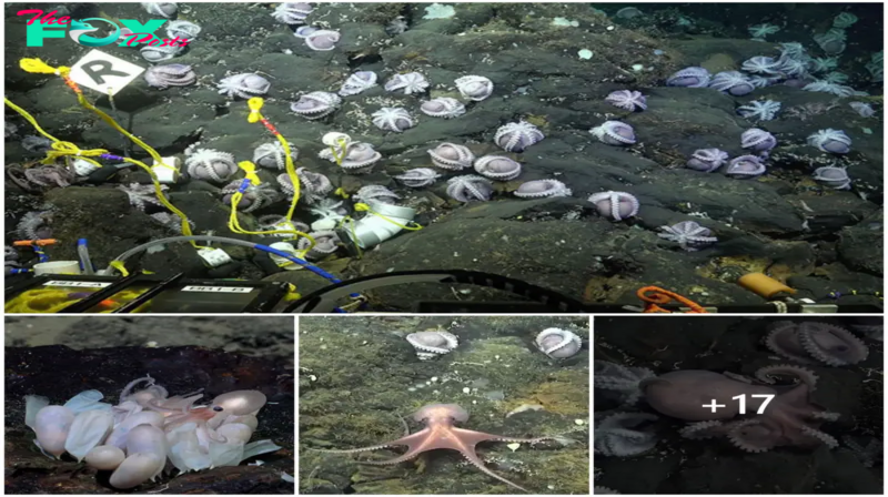 STK.  Scientists Uncover Four New Species of Octopus, But Are They Really That Exciting?