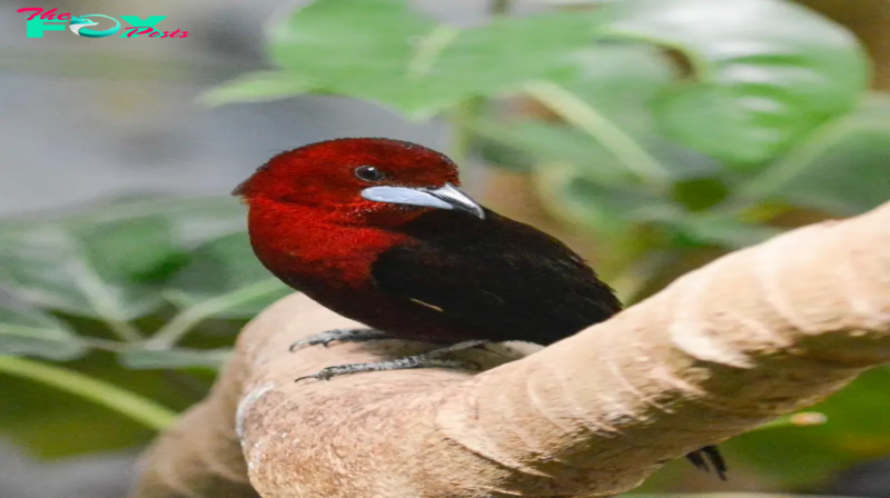 QL Revealing the Mystery of the Understorey: The Fascinating Revelation of the Shimmering Silver Beak!