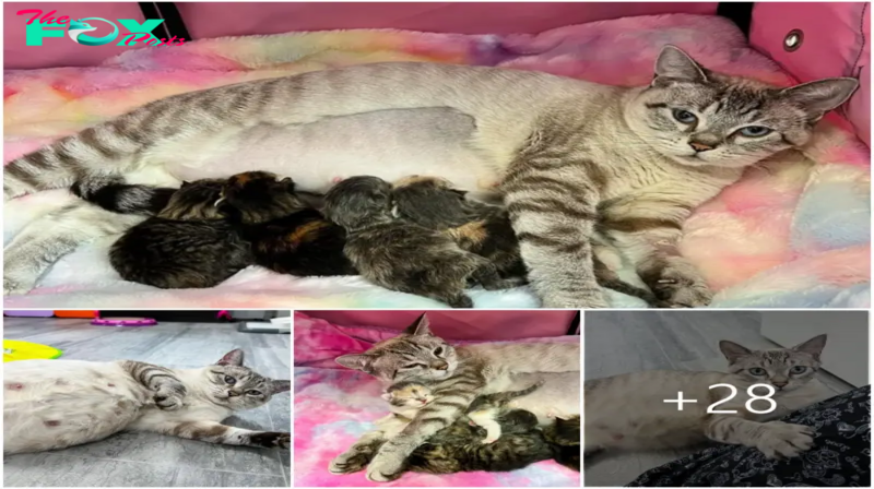 Compassion Unleashed: A Lost Cat Finds Shelter and a Guardian Angel, Ensuring a Bright Future for Her Adorable Kittens .Sw