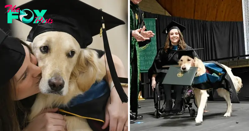 “Paws of Prestige: Service Dog Receives Honorary Degree for Dedication”