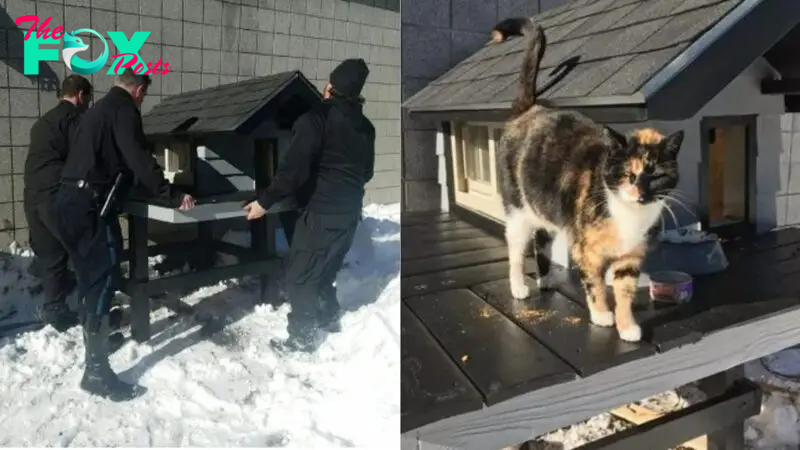 Cops Built This Amazing Cat Condo For A Homeless Cat That Kept Visiting Them