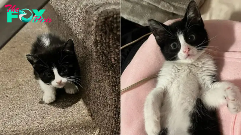 Woman Finds A Tiny Kitten On Her Front Steps