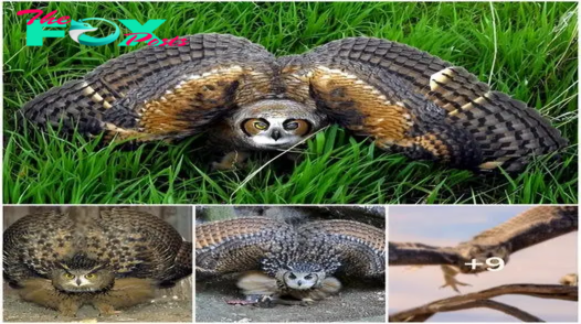The Eurasian Eagle Owl, in video form, is the most dangerous owl in the world ‎