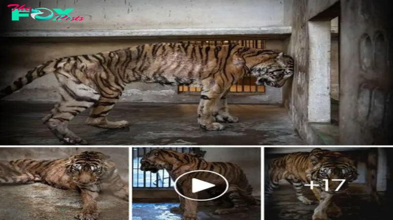 Los tigres demacrados rescatados de una granja, ahora reciben santuario, enfrentan una segunda oportunidad entre las sombras de su pasado.