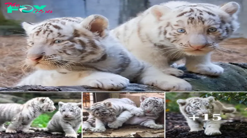 Watch: Adorable 42-Day-Old Tiger Cubs Play Together at Emperor Valley Zoo (Video)