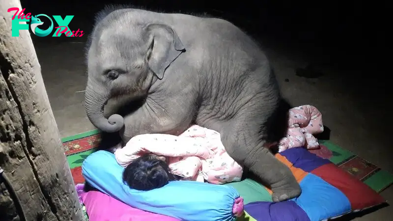 QL Heartwarming Sight: Adorable Twin Baby Elephants Delightfully Playing at an Elephant Orphanage