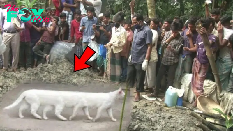 f.The surprise of the eight-legged mutant cat causes public confusion (Video).f