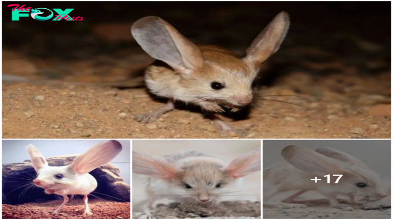 SHB.  Rare moments of a rare mouse species with half-meter-long ears have attracted viewers !