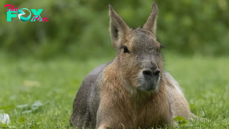 Patagonian mara: The monogamous rodents that mate only a few times a year but pee on each other constantly