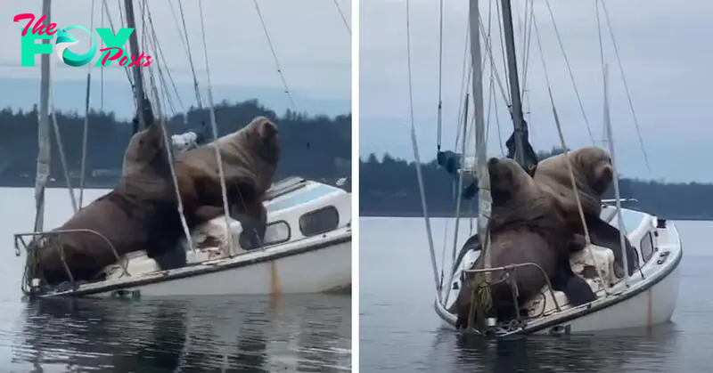/10. Two massive sea lions take over a boat, leading to its eventual sinking, in an unexpected and unforgettable maritime encounter.