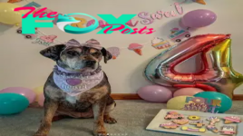/Tin.Paw-sitively Adorable: A Day in the Life of a Dog’s Birthday Celebration