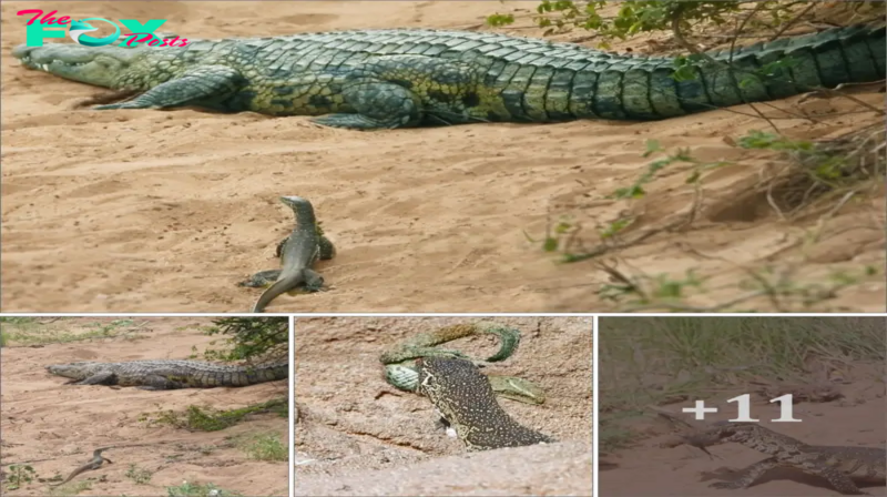 Creepy stalker: A lizard discovers a mother alligator taking care of her baby. Wait for the exact moment the crocodile lets down its guard and steals a baby crocodile right under its belly