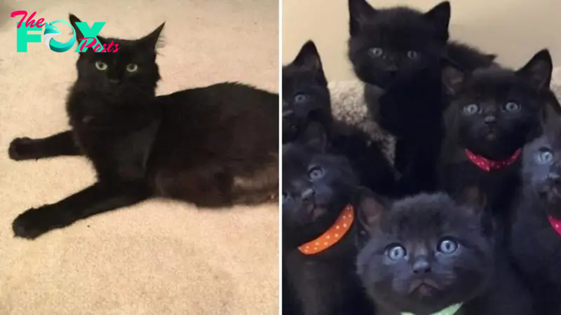 Stray Cat Saved From The Cold Brings Six More “Mini Panthers” To Her Rescuers