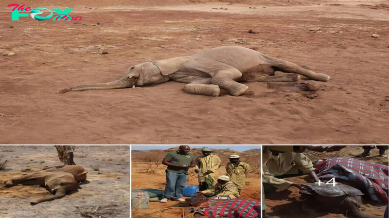 A Remarkable Tale of Survival: Rescuing an Orphaned Elephant in Nairobi